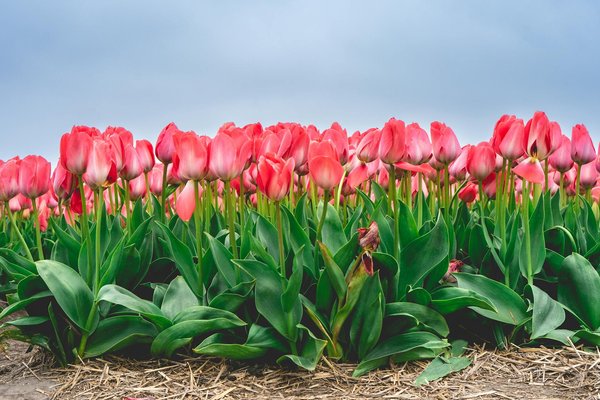 Plongée dans l'élégance : Découverte des systèmes de filtration haut de gamme pour piscines de luxe